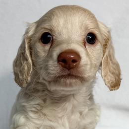 Guppy - Red female Dachshund puppy in Winamac, Indiana from WZ Kennels