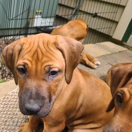 Rhodesian Ridgeback Puppies from Zenkosi Ridgebacks