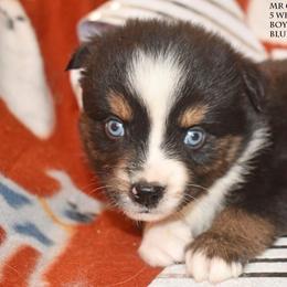 Mr Crabs - Black tri male Miniature Australian Shepherd puppy in Patterson, North Carolina from DreamLine Aussies