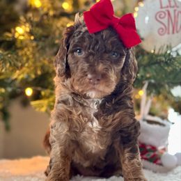 Pink - Merle female Bernedoodle puppy in Hesperia, Michigan from Red Acres Poodles & Doodles