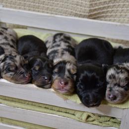 Australian Shepherd puppies from Rockin B Australian Shepherds