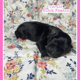 Turtle - Black female Schnoodle puppy in Lathrop, Missouri from RR Schnoodles