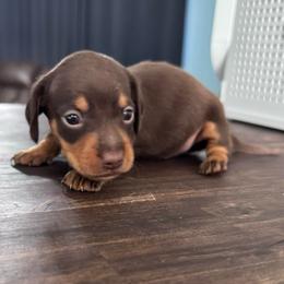 Champagne (Ellie Jo) - Chocolate and tan female Dachshund puppy in Live Oak, Florida from Johnson’s Weiner Farm