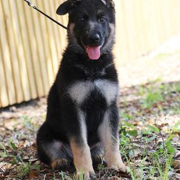 German Shepherd Puppies from Neuanfang German Shepherd Dogs