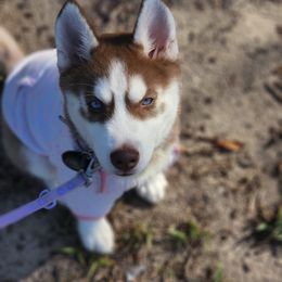 Siberian Husky Puppies from Milly's Showline Pets