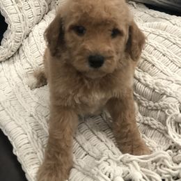 Goldendoodle Puppies from Travis Street Doodles & Poodles