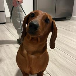 Hogan - Dachshund