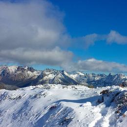 Australian Shepherd All Grown Up from Petrichor Australian Shepherds