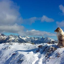 Australian Shepherd All Grown Up from Petrichor Australian Shepherds