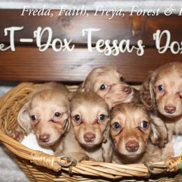 Dachshund Puppies from T-Dox Tessa's Dachshunds