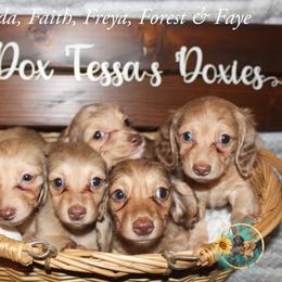 Dachshund Puppies from T-Dox Tessa's Dachshunds