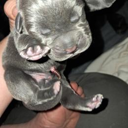 Boy 1 - Gray male Cane Corso puppy in Clarksburg, West Virginia from West By God Virginia Cane Corso