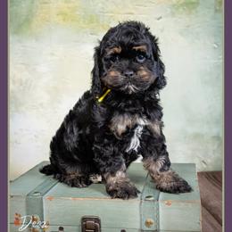 December - Black and tan female Cockapoo puppy in Connersville, Indiana from Deaz Doodle Ranch