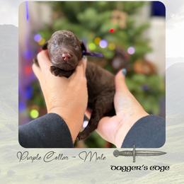 Dagger's Edge - Purple Collar - Chocolate male Goldendoodle puppy in Garland, Texas from Twilight Doodles
