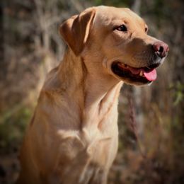 Skylark - Labrador Retriever