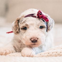 Judy - Parti female Goldendoodle puppy in Lima, Ohio from Hommel’s Mini Darling Doodles