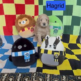 Hagrid - Apricot male Goldendoodle puppy in Wichita, Kansas from Jaeckels Doodles