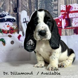 Dr. Dillamond - Black and white male Basset Hound puppy in Dingess, West Virginia from Tuckers' Howling Hounds