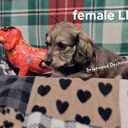 Dachshund Puppies from Briarwood Dachshunds