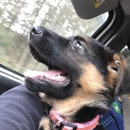 German Shepherd Puppies from Oregon German Shepherds