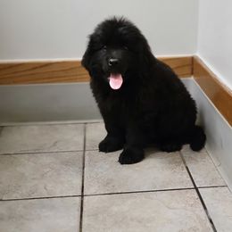 Newfoundland Puppies from Country Road Newfoundlands