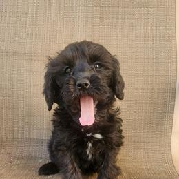Poppy - Black and white female Cockapoo puppy in Ellensburg, Washington from Dawn to Dusk Cockapoos