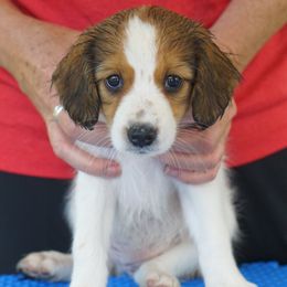 Hazel - Nederlandse Kooikerhondje