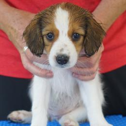 Hazel - Nederlandse Kooikerhondje