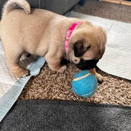 Pink - Fawn female Pug puppy in Baylis, Illinois from Cameo's Pugs