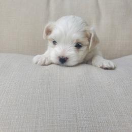 Aubrey - White female Maltese puppy in Chambersburg, Pennsylvania from Vazquez Maltese
