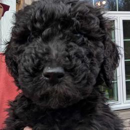 Dark Green Girl - Assorted Doodle Crosses puppy from Green Acres Newfypoos