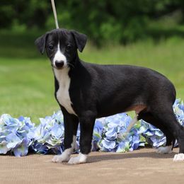 Whippet Puppies from Mardel Robeson