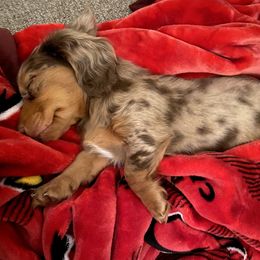 Dachshund Puppies from Ruby Desert Doxies
