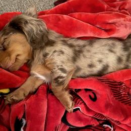 Dachshund Puppies from Ruby Desert Doxies