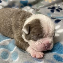 Rummy - Lilac male Boston Terrier puppy in Corning, California from SB Bostons