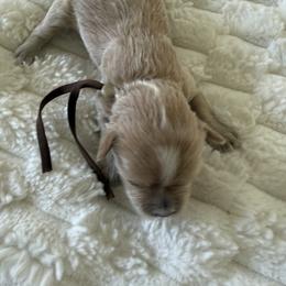 Lilac ( brown collar) - Apricot female Maltipoo puppy in Fredericktown, Missouri from Doodle Pups Fur-Ever