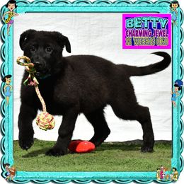 BETTY RUBBLE - Black female German Shepherd puppy in Murrieta, California from Diamond Oaks German Shepherds