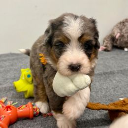 Mr. Jack-O-Lantern - Merle male Bernedoodle puppy in Hegins, Pennsylvania from Bubbling Springs Doodles, LLC