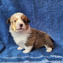 Abu - Red male Pembroke Welsh Corgi puppy in Castle Rock, Washington from Heckman Corgis