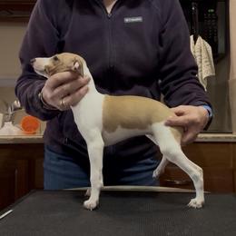 Roy - Red fawn male Italian Greyhound puppy in North Carolina from Celtic Sighthounds