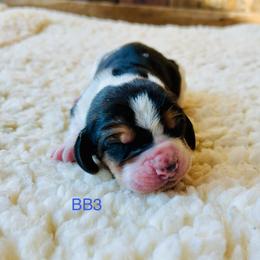 BB3 - Black brown and white male Basset Hound puppy in Britton, South Dakota from K&S Canines