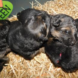 German Shepherd Puppies from Countryside Kennel