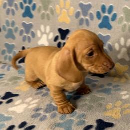 Sandy - Red female Dachshund puppy in Chesapeake, Virginia from Pudgy Paws Dachshunds