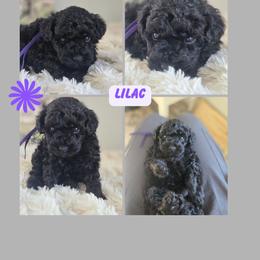 Lilac - Black female Goldendoodle puppy in Newdale, Idaho from Canyon Creek Puppies