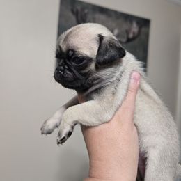 Fawn Girl 2 - Fawn female Pug puppy in Olin, North Carolina from Piggy Pugs