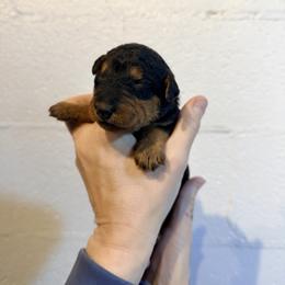 Miss Yellow - Black and tan female Airedale Terrier puppy in Mooresville, North Carolina from Farm 55