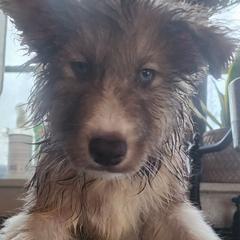 Native American Indian Dog Puppies from Corn Moon Kennels: a member of the Native American Indian Dog Preservation Project