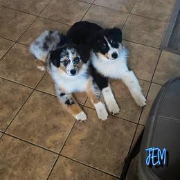 Miniature American Shepherd Puppies from Jem Miniature American Shepherds