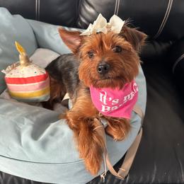 Minnie - Yorkshire Terrier