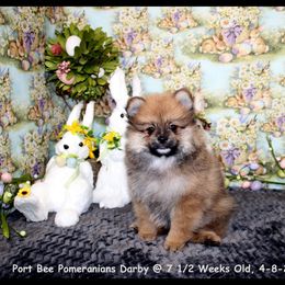 Pomeranian Puppies from Port Bee Pomeranian’s